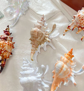 Seashell Decorative Hair Clip